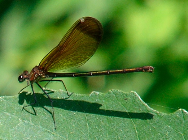 Calopteryx haemorrhoidalis (?)